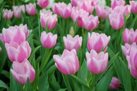 Photo of group of pink tulips flowers field background and green leaves, Close upの写真素材