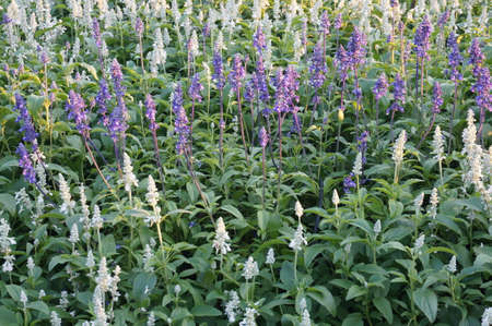 Photo of white and purple Angelonia flowers ( Angelonia goyazensis Benth ) and green leaves in a garden, Close upの写真素材