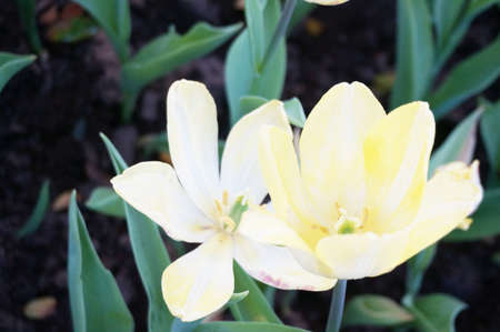Photo of group of white tulips flowers field and green leaves in a garden, Close upの写真素材
