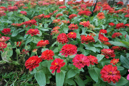 Photo of background of Red Double Zinnia flowers ( Red Cherry Queen Zinnia ) field and green leaves, Close upの写真素材