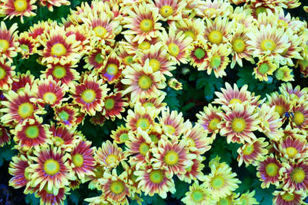 Photo of Background of yellow-brown Chrysarthemum flowers bouquet background, Close upの写真素材