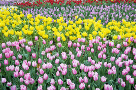 background of group of various color of tulips flowers background and green leaves, Close upの写真素材