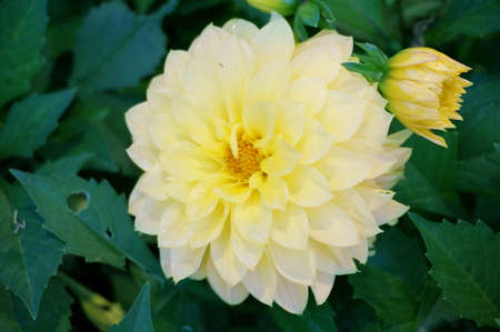 Photo of yellow Dahlia Figaro ( Dahlia hybrida ) flower and green leaves in a garden, Close upの写真素材