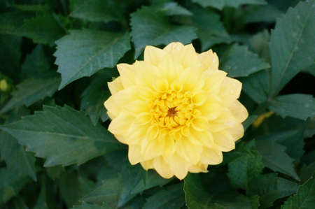 Photo of yellow Dahlia Figaro ( Dahlia hybrida ) flower and green leaves in a garden, Close upの写真素材