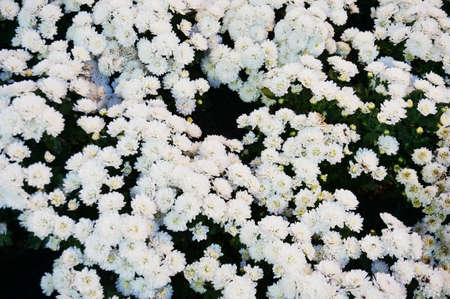 Photo of white Chrysarthemum flowers bouquet background, Close upの写真素材