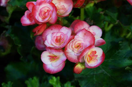 Photo of pink Begonia flowers ( Begonia spp ) and green leaves, Close upの写真素材