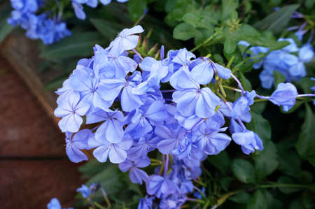 Photo of group of white plumbago or cape leadwort purple flowers ( Plumbago auriculata ) and green leaves, Close upの写真素材