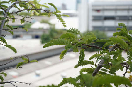 Photo of colorful tamarind ( Tamarindus indica ) leavesの写真素材