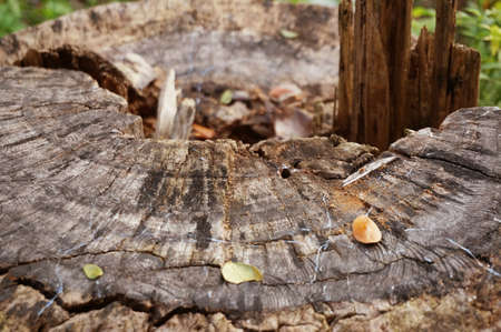 A photo of  texture of old tree stump patternの写真素材