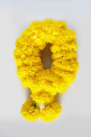 Photo of yellow marigold flowers garland ( Tagetes erecta ) isolated on white background, Close up