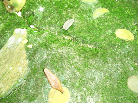 A photo of texture of green moss cover on gray stone pavement; Old Stone pavement decorated with pebbles, background of green color of moss and dry leaves.の写真素材