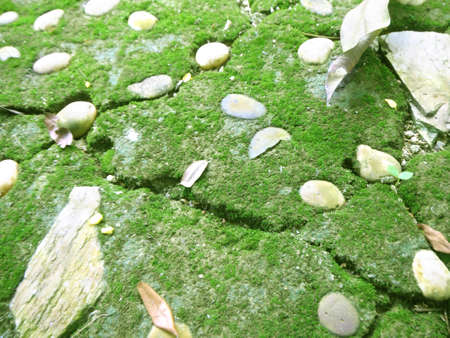 A photo of texture of green moss cover on gray stone pavement; Old Stone pavement decorated with pebbles, background of green color of moss and dry leaves.の写真素材