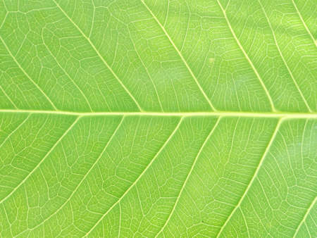 A photo of abstract green leaf texture for background, close upの写真素材