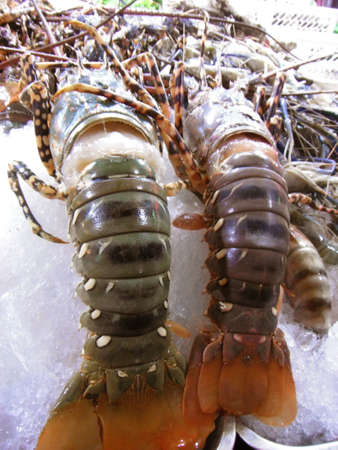 Closeup of fresh lobster on shelf of restaurant at night market.の写真素材