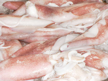 Fresh squid on ice for sale in the fresh market, close upの写真素材