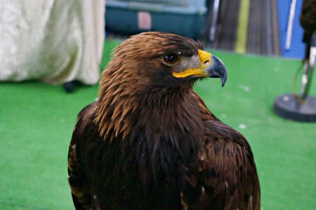 A photo Golden eagle (Aquila chrysaetos) looking around on a mountain, natural background, close upの写真素材
