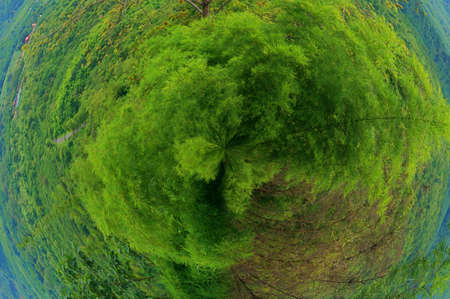 Environment Concept, Earth Day, Eco friendly Green Planet Energy concept for World environment day. Save Earth. Forest full with tree in circular shapeの写真素材