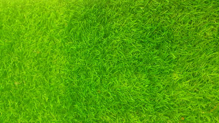 A photo of artificial green grass texture and background, close upの写真素材