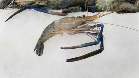 A photo of raw Giant freshwater prawn ( Macrobrachium rosenbergii ), seafood on ice in fresh market, close up, top viewの写真素材