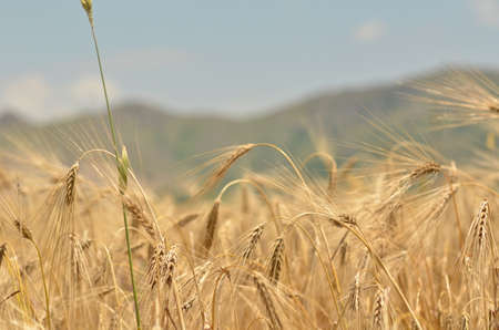 Wheat fieldの写真素材