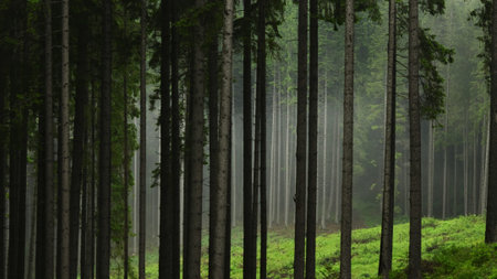 Pine trees after rain