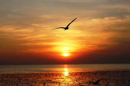 sunsetの写真素材