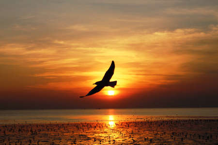 sunsetの写真素材