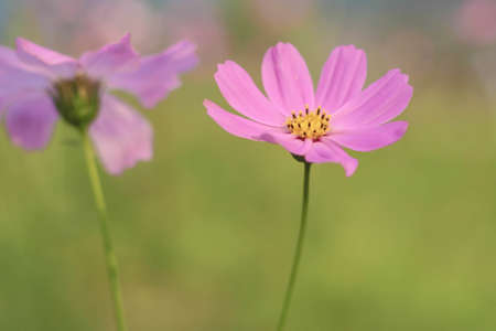Pink Cosmos flowers on spring backgroundの写真素材