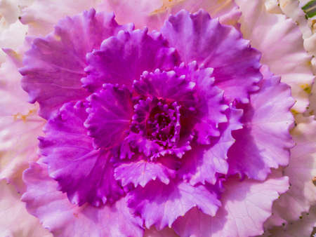 Ornamental Cabbageの写真素材