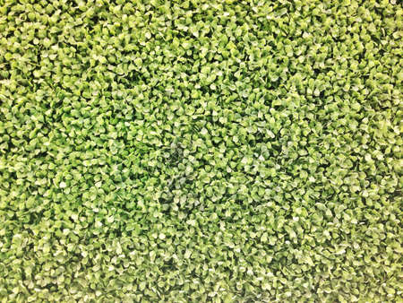 Tiny plant backgroundの素材