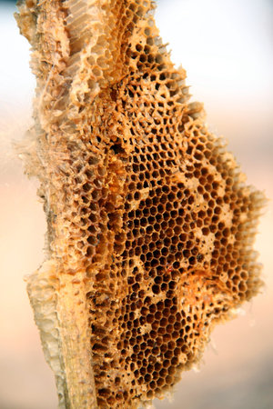 Honeycomb