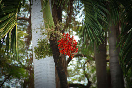 The treeの写真素材