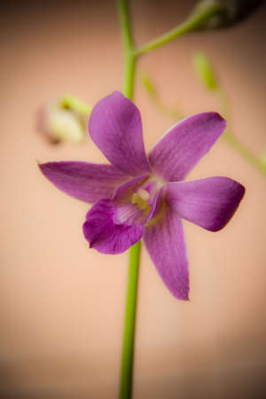 Orchidの写真素材