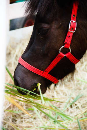 Horseの写真素材