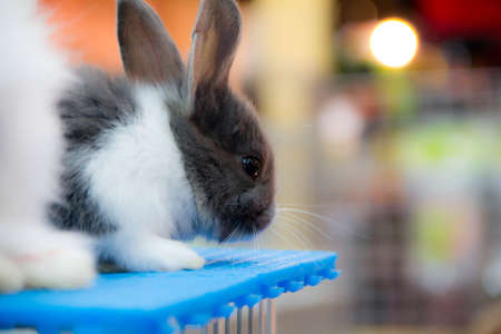 Rabbitの写真素材