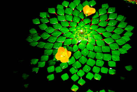 foliageの写真素材
