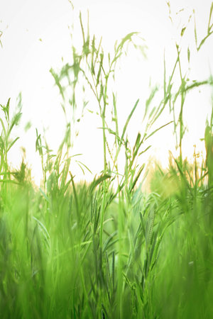 Meadow