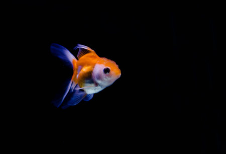 Aquatic animals