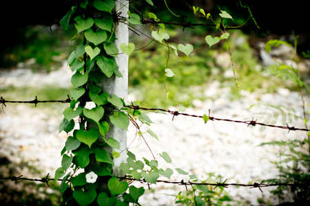 leavesの写真素材
