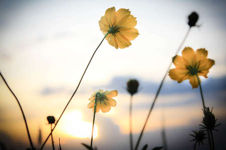 flowerの写真素材