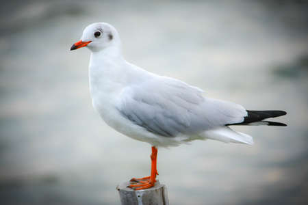 birdの写真素材