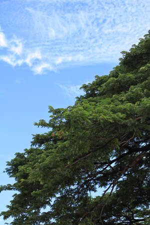 treeの写真素材