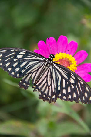 butterflyの写真素材