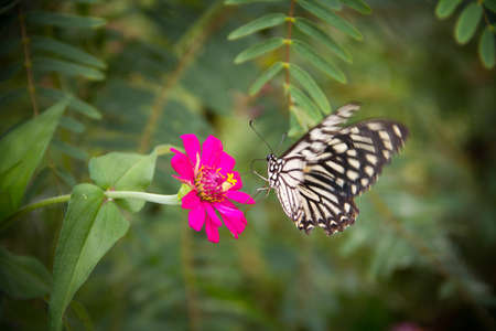 butterflyの写真素材