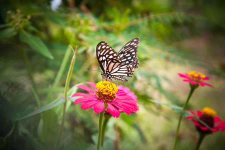 butterflyの写真素材