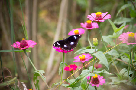 butterflyの写真素材