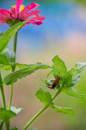 flowerの写真素材