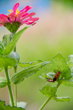 flowerの写真素材