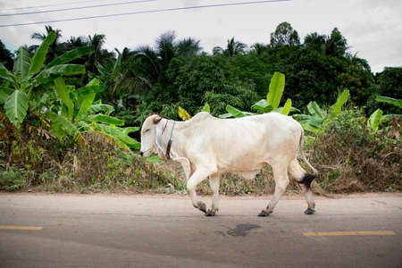 animalの写真素材