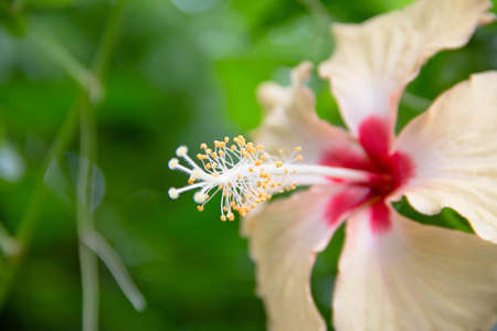 folwerの写真素材